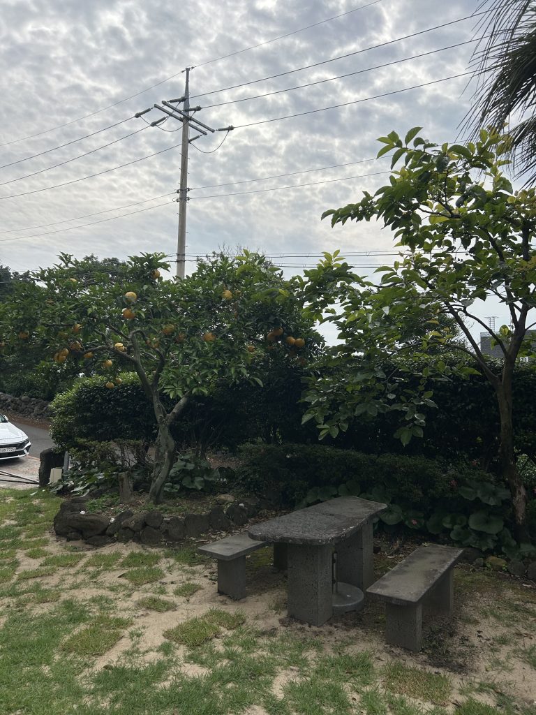 濟州島民宿